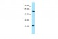 NCLN Antibody - C-terminal region