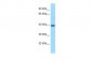 S1PR3 Antibody - C-terminal region