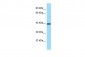 S1PR3 Antibody - C-terminal region