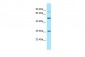 GNA13 Antibody - N-terminal region