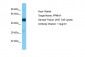 PPM1H Antibody - N-terminal region