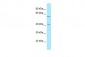 RTN4RL2 Antibody - C-terminal region