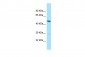 SLC35B2 Antibody - C-terminal region
