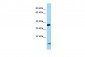 P2RY6 Antibody - N-terminal region