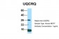UQCRQ Antibody - middle region