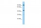 F2RL3 Antibody - C-terminal region