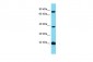 FASTKD3 Antibody - N-terminal region