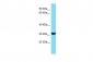 PRSS33 Antibody - C-terminal region