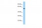 SAMM50 Antibody - N-terminal region