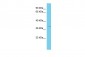 UBFD1 Antibody - C-terminal region