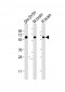 DPYSL5 Antibody