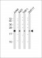 BID Antibody