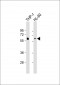 HCK Antibody