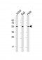 XIAP Antibody