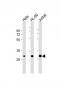 CDK2 Antibody