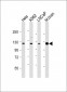 JMJD2C Antibody (C-term)