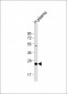 CFD Antibody (N-term)