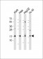 SUMO2/3 Antibody (N-term)