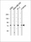 DVL1 Antibody (Center)