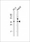 LGALS8 Antibody (C-term)