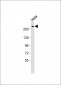 Nestin Antibody (S1409)