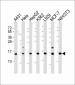 HIST1H2AG Antibody (Center)