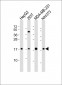 Mouse Hmga2 Antibody (N-term)