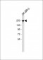 Mouse Erbb2 Antibody (P1236)