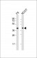 (Mouse) Rnf2 Antibody (Center)