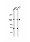 CTCF Antibody (Center)