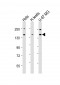 USP47 Antibody (Center)