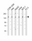 PLCG1 Antibody (Center)