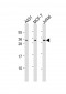 CASP14 Antibody (N-Term)