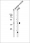ACTL6A Antibody (N-term)