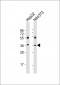 MAP2K6 Antibody (C-Term)