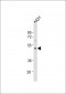 MMP23A Antibody (C-Term)