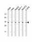 OTUB1 Antibody (C-Term)