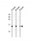 NRGN Antibody (C-term)