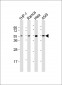 MAP2K7 Antibody (C-Term)