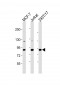 HNRNPUL2 Antibody (Center)