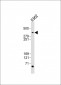 TRRAP Antibody (C-term)