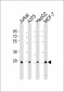 PSMB7 Antibody (Center)