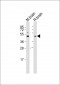 GFRA1 Antibody (C-term)