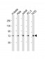 TNK1 Antibody (C-term)