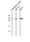 FGF17 Antibody (N-Term)