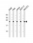 PSMB3 Antibody (Center)