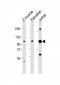 (DANRE) srrt Antibody (C-Term)