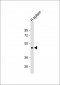 DPEP2 Antibody (N-Term)