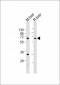 GCKR Antibody (N-Term)