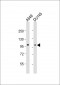 SEMA4B Antibody (C-term)